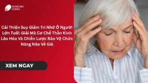Cải Thiện Suy Giảm Trí Nhớ Ở Người Lớn Tuổi: Giải Mã Cơ Chế Thần Kinh Lão Hóa Và Chiến Lược Bảo Vệ Chức Năng Não Về Già